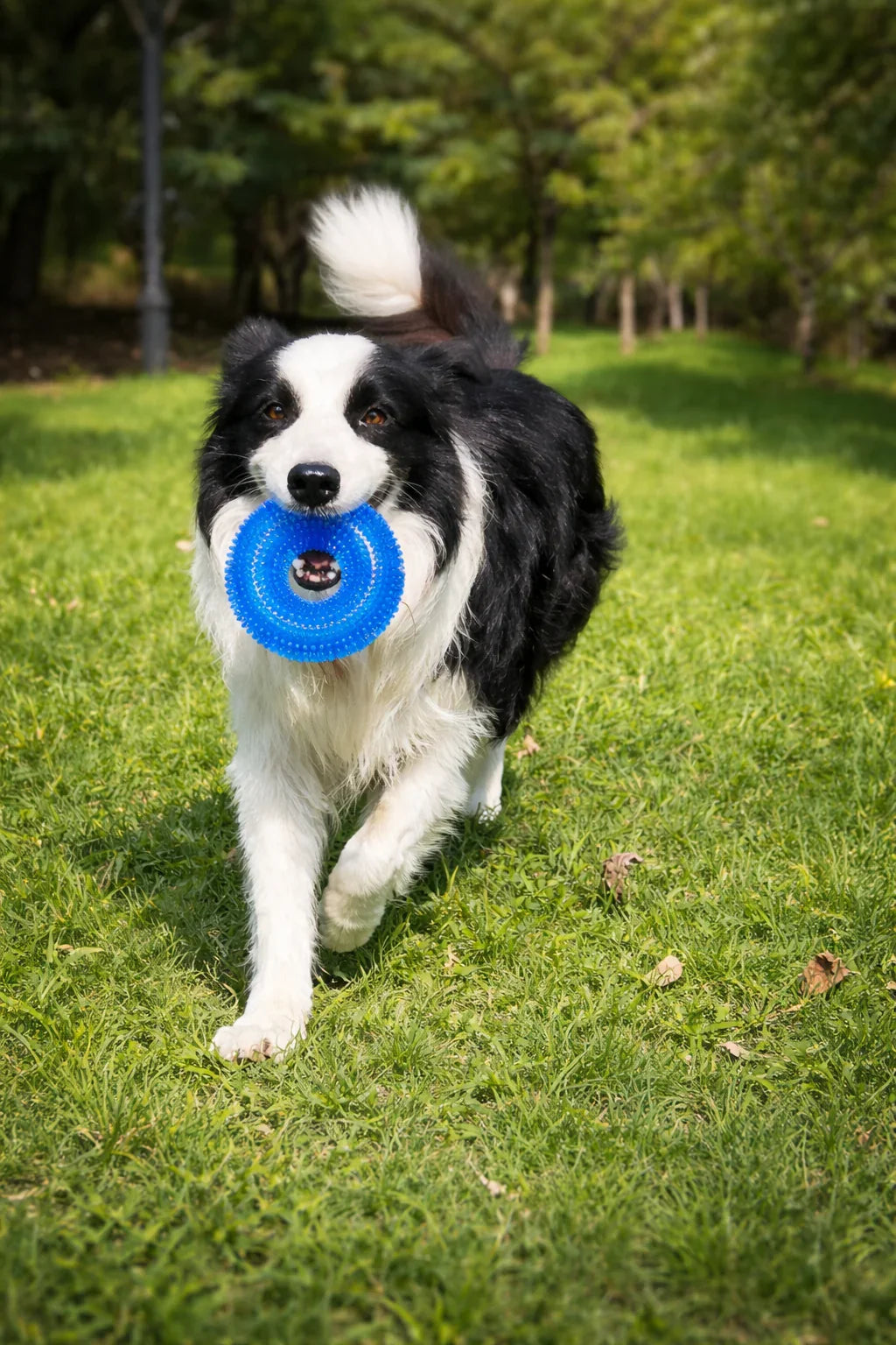SpikeRing™ Interactive Dental Dog Chew